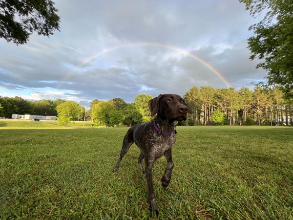 /Images/uploads/Southeast German Shorthaired Pointer Rescue/segspcalendarcontest/entries/31185thumb.jpg